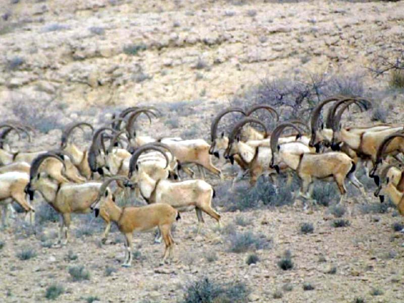 over 10 000 animals have been added to the population of sindh ibex during the past 10 years photo anadolu