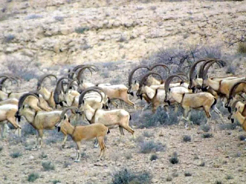 over 10 000 animals have been added to the population of sindh ibex during the past 10 years photo anadolu over 10 000 animals have been added to the population of sindh ibex during the past 10 years photo anadolu