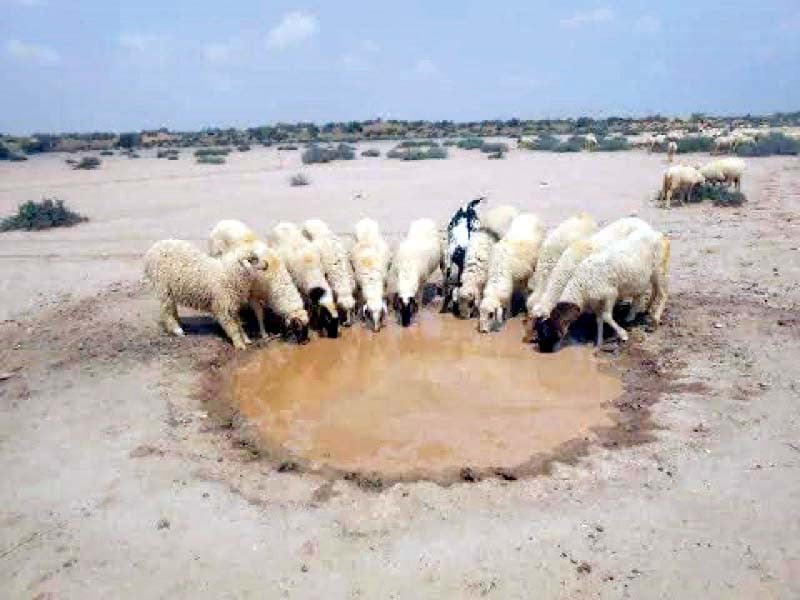 locals and their cattle suffer during an ongoing drought in cholistan photo express
