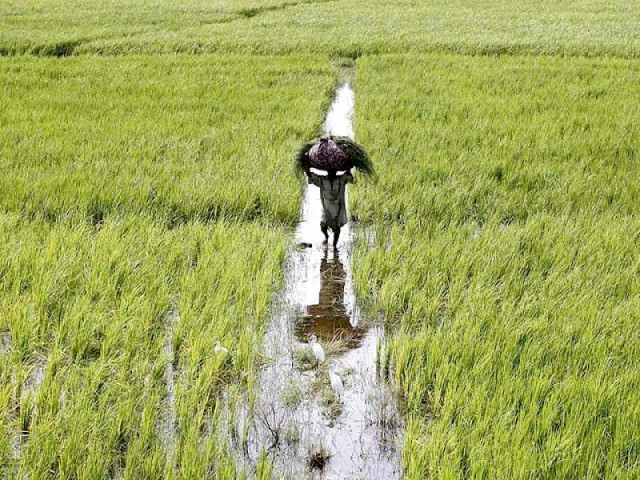 it was suggested that banks could issue credit cards for six months that could provide farmers with the running cost photo reuters it was suggested that banks could issue credit cards for six months that could provide farmers with the running cost photo reuters