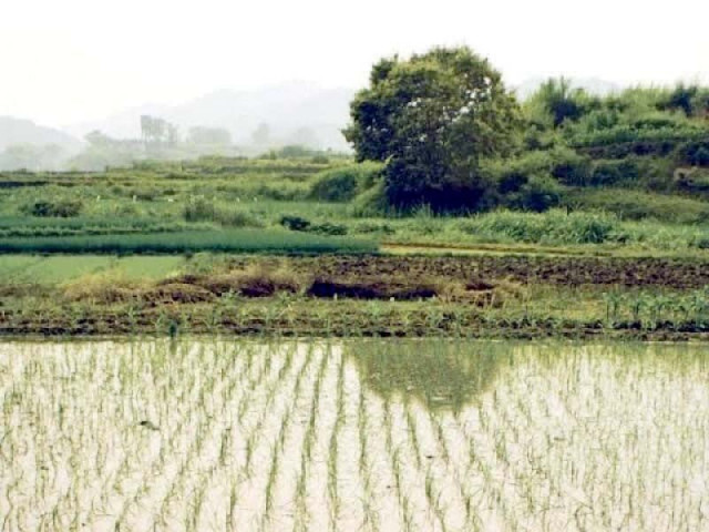 killing of livestock in floods likely to trigger meat milk shortage