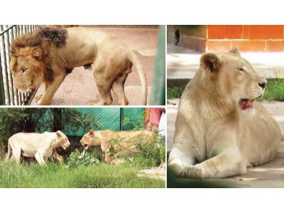 lahore zoo neutering of lions greenlit