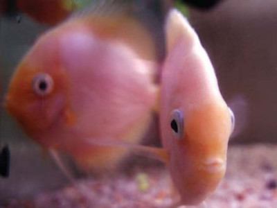 bright heads and coloured tales finding the right fish remains a challenge for many bright heads and coloured tales finding the right fish remains a challenge for many