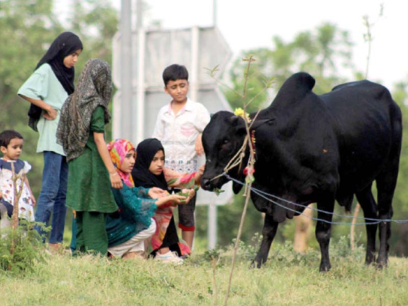 children pet a sacrificial cow as it grazes in a park in sector g 7 in the federal capital photo zafar raja express