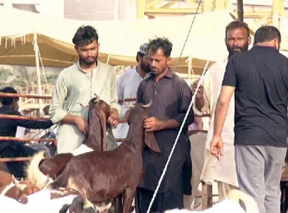paucity of slaughterhouses exacerbates pollution paucity of slaughterhouses exacerbates pollution