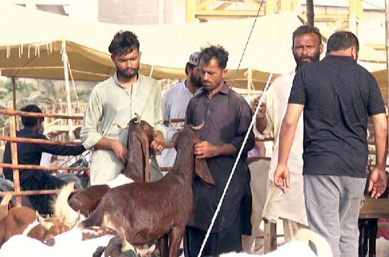 people buy goats from the federal b area cattle market on the eve of eidul azha photo express