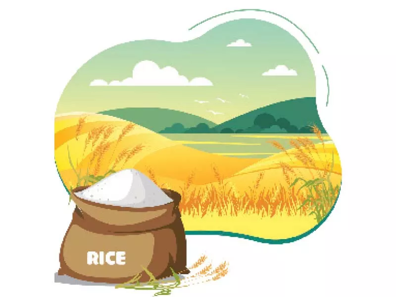 exports surge as india exits rice market exports surge as india exits rice market