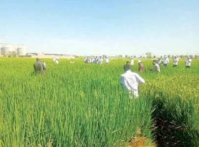 rice exports likely to soar 40