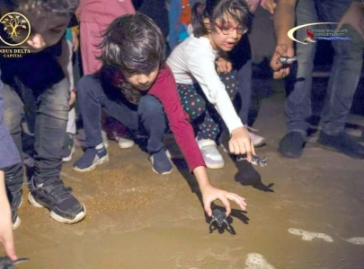 school kids release baby turtles into sea school kids release baby turtles into sea