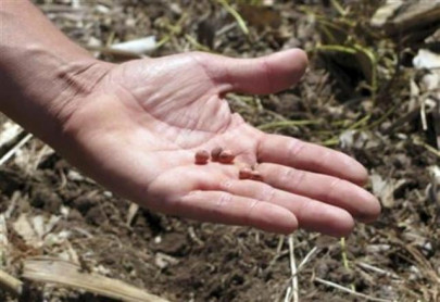 soy may not protect against stomach cancer