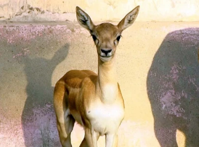 baby deer delights visitors at landhi korangi zoo baby deer delights visitors at landhi korangi zoo