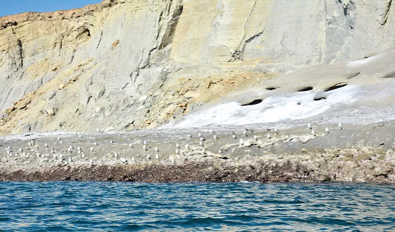 astola island s biodiversity at risk astola island s biodiversity at risk