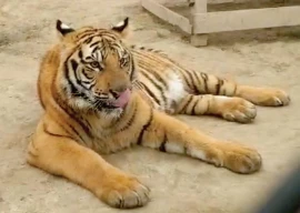 wildlife crackdown in punjab sparks controversy