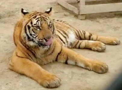 18 illegally kept pet lions seized 18 illegally kept pet lions seized