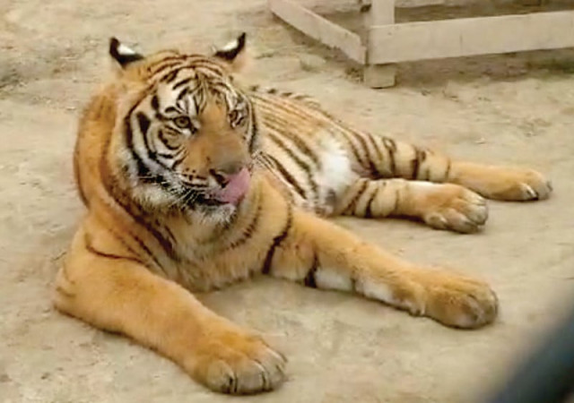 wildlife authorities have issued a stern warning to those who bring wild animals including tigers and lions to political rallies photo express wildlife authorities have issued a stern warning to those who bring wild animals including tigers and lions to political rallies photo express