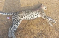 a lifeless white leopard lies on the ground after villagers spotted and killed it near the kirthar national park photo express