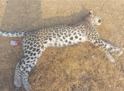 villagers kill rare white leopard