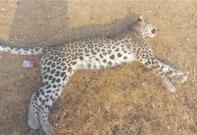 a lifeless white leopard lies on the ground after villagers spotted and killed it near the kirthar national park photo express a lifeless white leopard lies on the ground after villagers spotted and killed it near the kirthar national park photo express