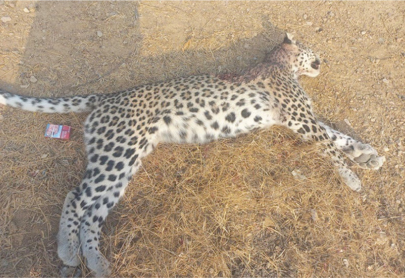 a lifeless white leopard lies on the ground after villagers spotted and killed it near the kirthar national park photo express