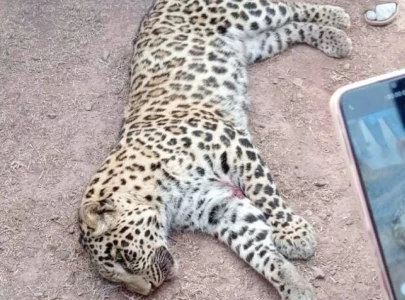 leopard hunted down in bara leopard hunted down in bara