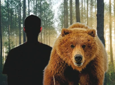 the man vs bear phenomenon the man vs bear phenomenon