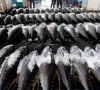 25 000mt tuna quota secured