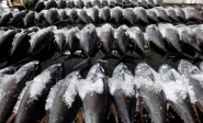 25 000mt tuna quota secured