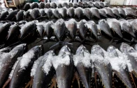 25 000mt tuna quota secured