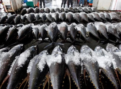 25 000mt tuna quota secured