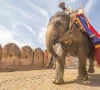 indian stars push to end elephants in bollywood