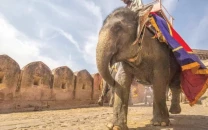 indian stars push to end elephants in bollywood
