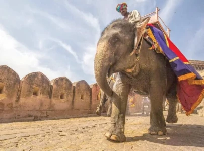 indian stars push to end elephants in bollywood