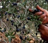 olive farming can cut 4b oil import bill olive farming can cut 4b oil import bill