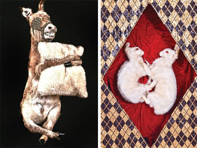 taxidermy ostrich parts and a donkey in love