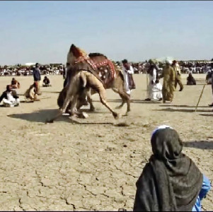 desert sport may the best camel win