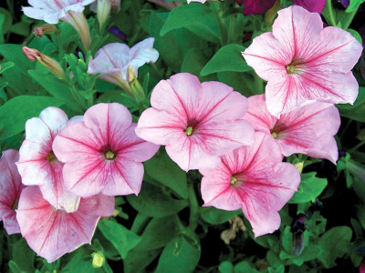 gardening islamabad s green thumb gardening islamabad s green thumb