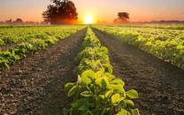 plan to enhance crop yields sought