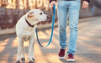 govt mandates pet dog registration