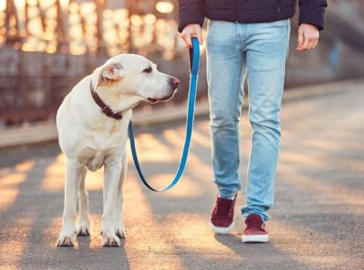 govt mandates pet dog registration