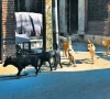 controversy grows over stray dog culling in lahore