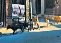 controversy grows over stray dog culling in lahore