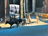 lahore among rabies hotspots