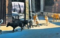 controversy grows over stray dog culling in lahore