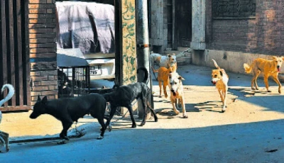 lahore among rabies hotspots