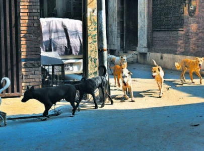 controversy grows over stray dog culling in lahore