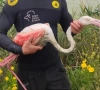 injured migratory flamingo rescued