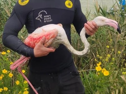 injured migratory flamingo rescued injured migratory flamingo rescued