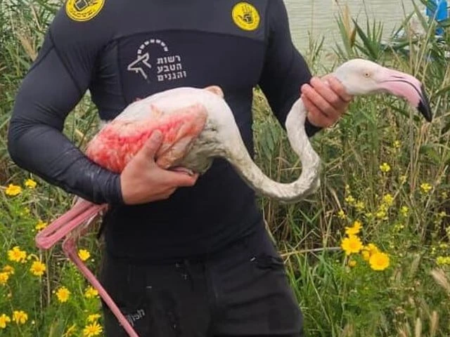 Injured migratory flamingo rescued