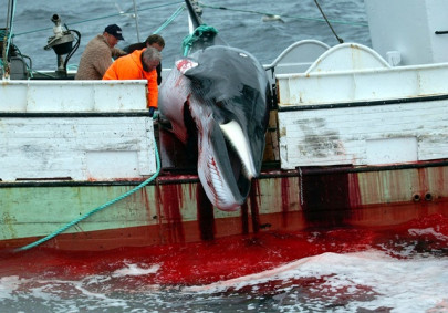 why are we blaming japan for whaling and not iceland