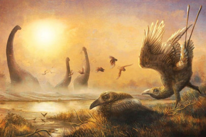 dinosaur era bird with scythe like beak sheds light on avian diversity